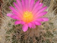 Thelocactus macdowellii ©JLcoll.4305.JPG